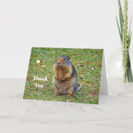 Wildlife Prairie Hund Mammal Photo Tack Kort