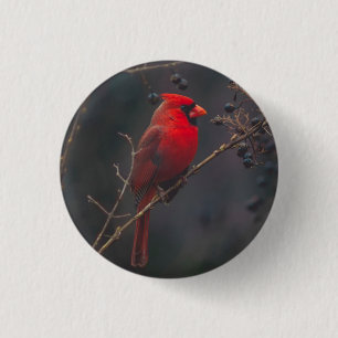 Wildlife Red Cardinal Photo Knapp