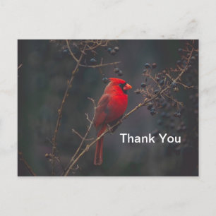 Wildlife Red Cardinal Photo Vykort