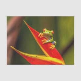 Wildlife Red Eyed Träd Frog Photo