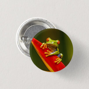 Wildlife Red Eyed Träd Frog Photo Knapp