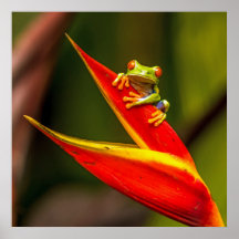 Wildlife Red Eyed Träd Frog Photo