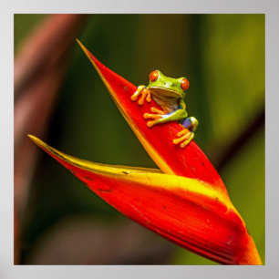 Wildlife Red Eyed Träd Frog Photo Poster