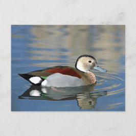 Wildlife Ringed Teal Anka Photo Vykort