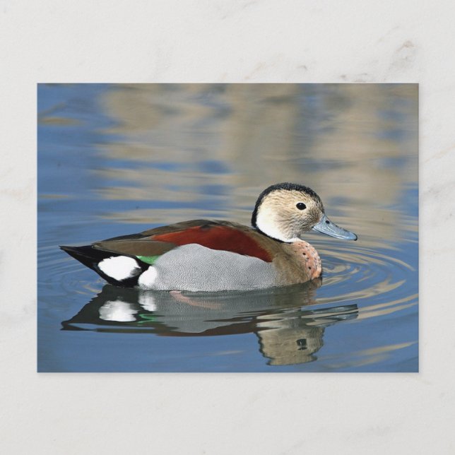 Wildlife Ringed Teal Anka Photo Vykort (Framsida)