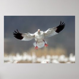 Wildlife Snö Goose Photo Poster