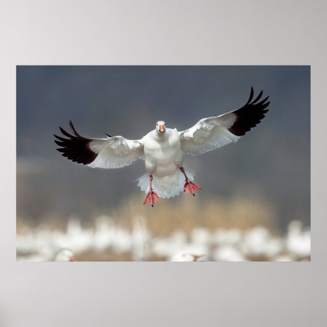 Wildlife Snö Goose Photo Poster (Framsidan)