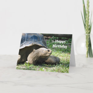 Wildlife Tortoise Photo Birthday Kort