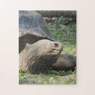 Wildlife Tortoise Photo Pussel