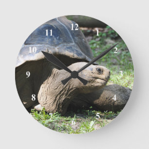 Wildlife Tortoise Photo Rund Klocka