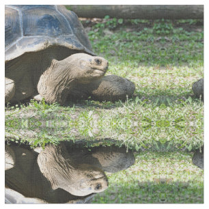 Wildlife Tortoise Photo Tyg