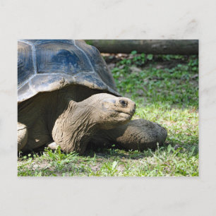 Wildlife Tortoise Photo Vykort