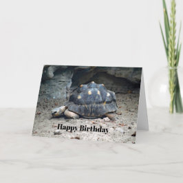 Wildlife Tortoise Reptile Photo Birthday Kort