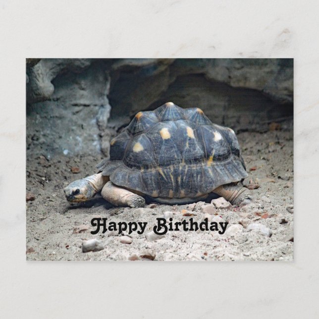 Wildlife Tortoise Reptile Photo Birthday Vykort (Framsida)