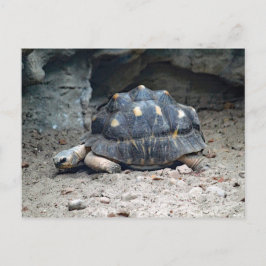 Wildlife Tortoise Reptile Photo Vykort