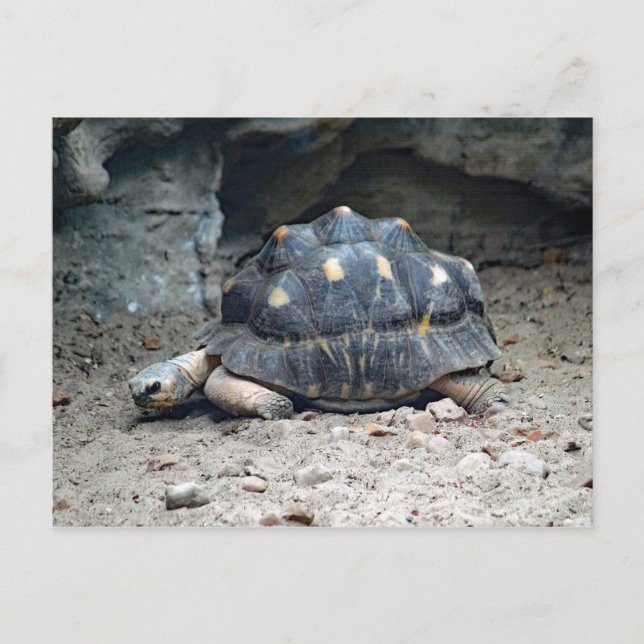 Wildlife Tortoise Reptile Photo Vykort (Framsida)