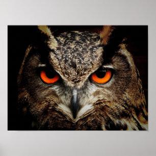 Wildlife Uggla Poster