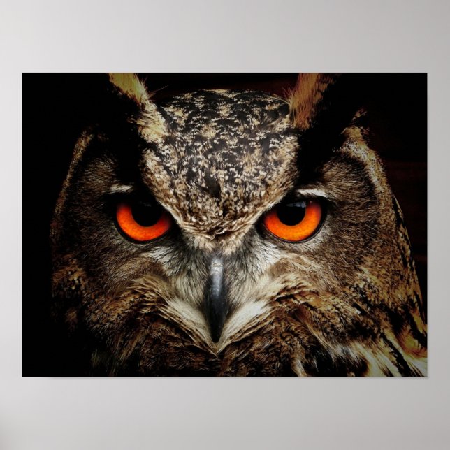 Wildlife Uggla Poster (Framsidan)