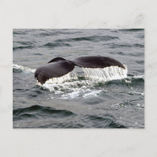 Wildlife Whale Svan Alaska Photo Vykort