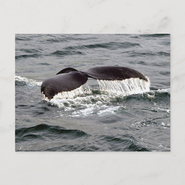 Wildlife Whale Svan Alaska Photo Vykort (Framsida)