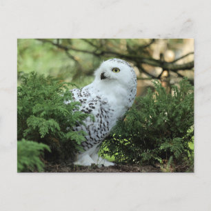 Wildlife White Uggla Photo Vykort