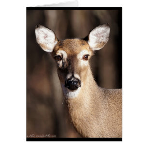 Wildlife Whitetail Hjort Doe Porträtt Hälsningskort