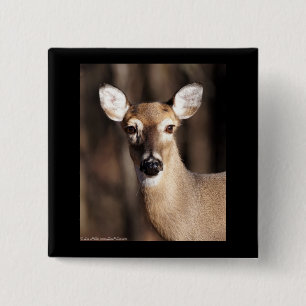Wildlife Whitetail Hjort Doe Porträtt Knapp