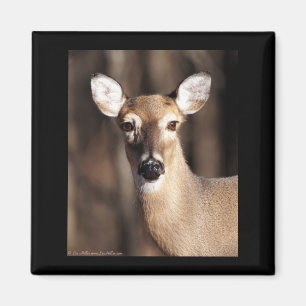 Wildlife Whitetail Hjort Doe Porträtt Magnet