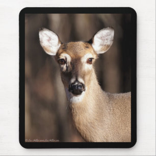 Wildlife Whitetail Hjort Doe Porträtt Musmatta