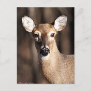 Wildlife Whitetail Hjort Doe Porträtt Vykort