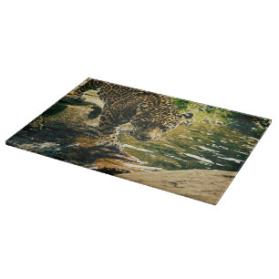 Wildlife Wildcat Animal Leopard Nature