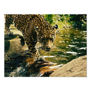 Wildlife Wildcat Animal Leopard Nature Fototryck
