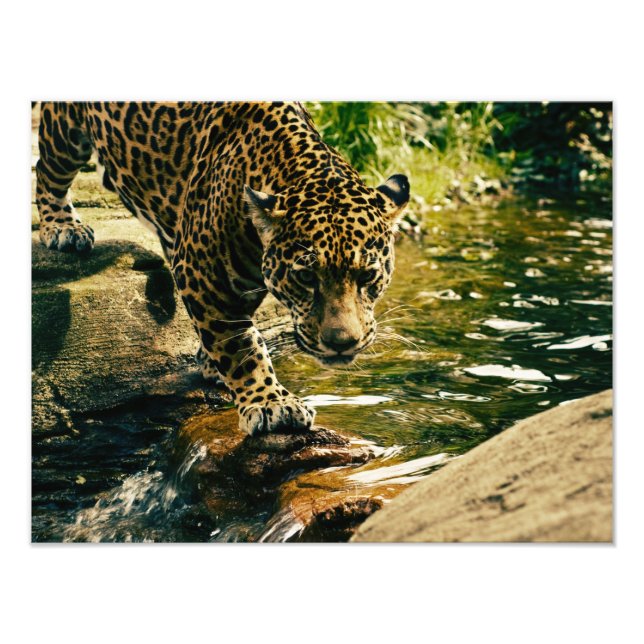 Wildlife Wildcat Animal Leopard Nature Fototryck (Framsidan)