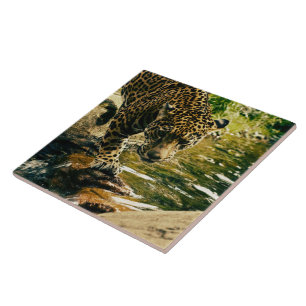 Wildlife Wildcat Animal Leopard Nature Kakelplatta
