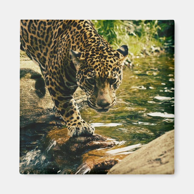 Wildlife Wildcat Animal Leopard Nature Magnet (Framsidan)