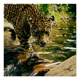 Wildlife Wildcat Animal Leopard Nature Perfect Poster