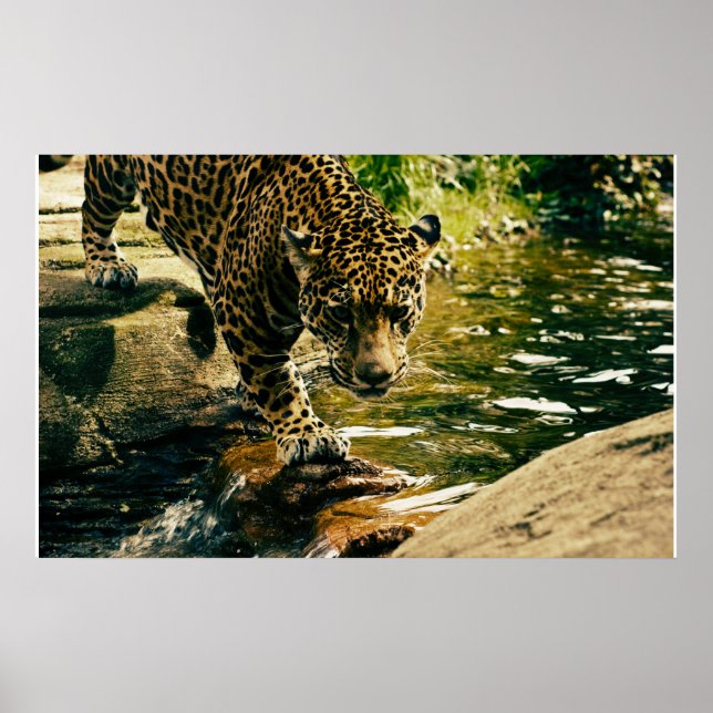 Wildlife Wildcat Animal Leopard Nature Poster (Framsidan)