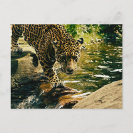 Wildlife Wildcat Animal Leopard Nature Vykort