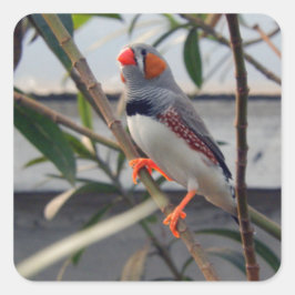 Wildlife Zebra Finch Photo Fyrkantigt Klistermärke