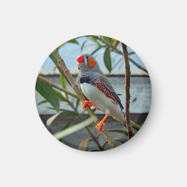 Wildlife Zebra Finch Photo Magnet