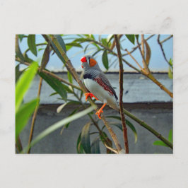 Wildlife Zebra Finch Photo Vykort