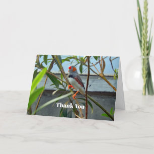 Wildlife Zebra Finch Tack Kort