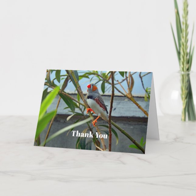 Wildlife Zebra Finch Tack Kort (Framsida)