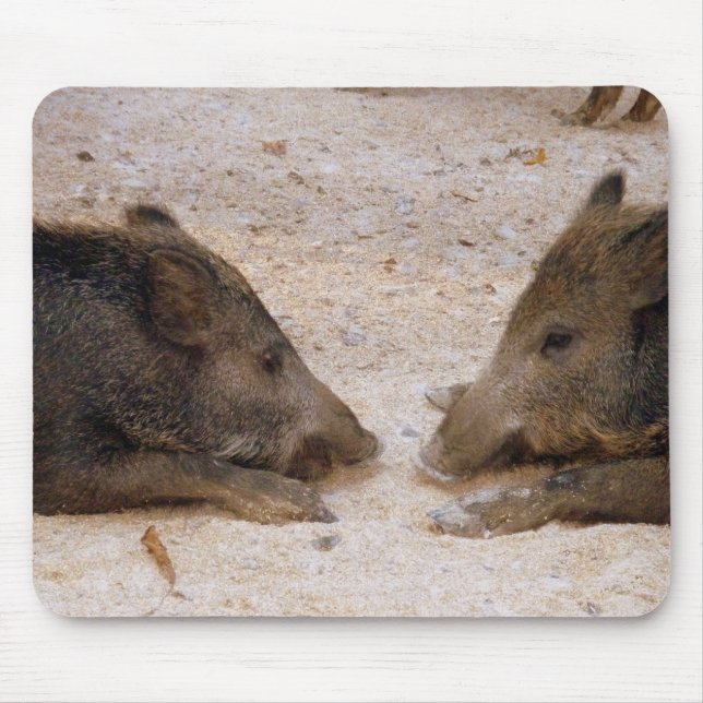 Wildschweine - Wild Hog Musmatta (Framsidan)