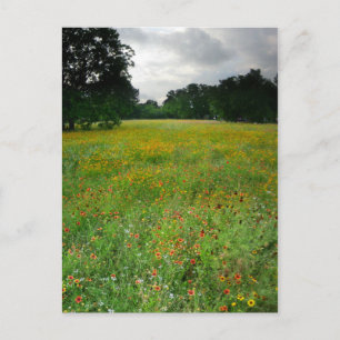 Wildsun Meadow - Butler Trail - Austin Texas Vykort