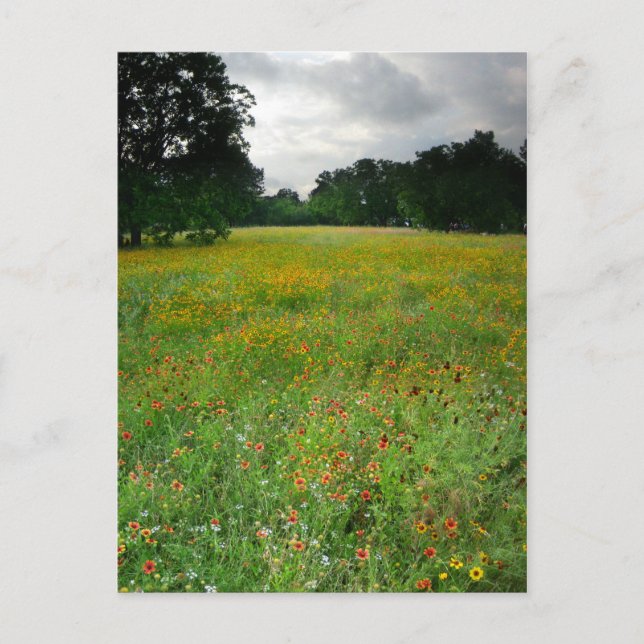 Wildsun Meadow - Butler Trail - Austin Texas Vykort (Framsida)