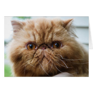 Wilford Up Close and Personal Hälsningskort