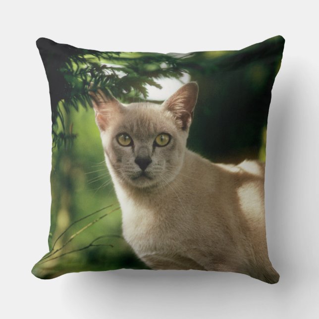 Wilham. Kudde (Framsida)