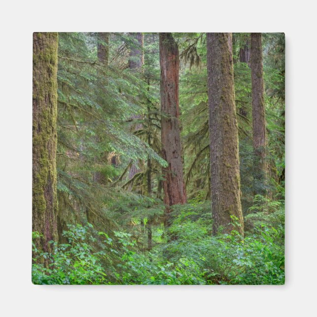 Willamette National Forest | Oregon Magnet (Framsidan)