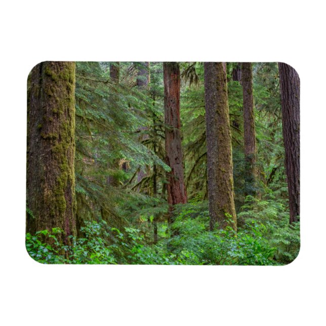 Willamette National Forest | Oregon Magnet (Horisontell)